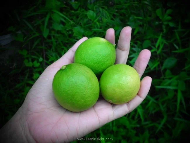 อาหารอีสาน วัตถุดิบ มะนาว lime Isan food Raw materials & ingredients